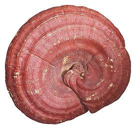 低配电脑、MAC、商务本配置不够怎样玩《永劫无间》？